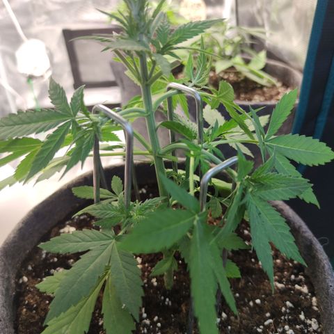 Super Lemon Haze Automatic growlog timeline photo