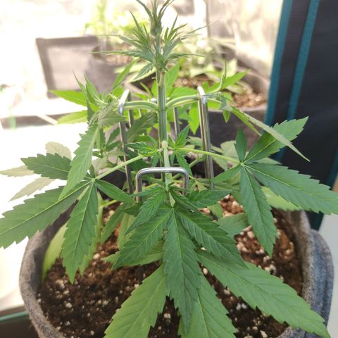 Super Lemon Haze Automatic growlog timeline photo