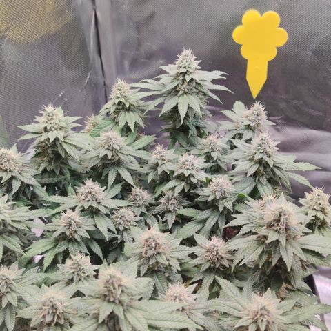 Kush Mintz growlog timeline photo