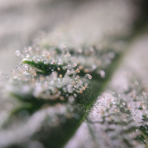 Kush Mintz growlog timeline photo
