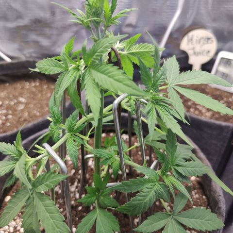 Super Lemon Haze Automatic growlog timeline photo