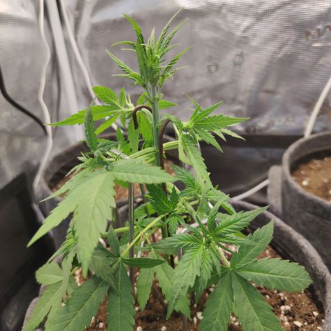 Super Lemon Haze Automatic growlog timeline photo