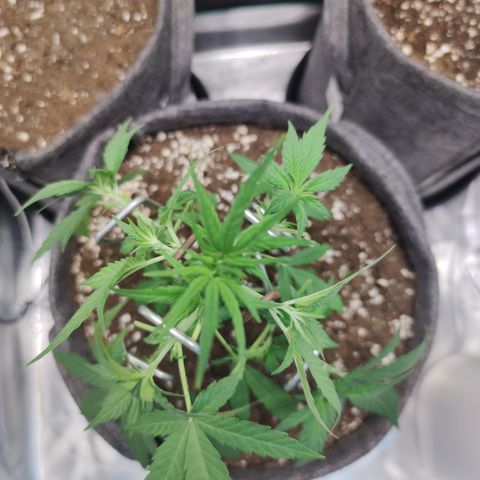 Super Lemon Haze Automatic growlog timeline photo