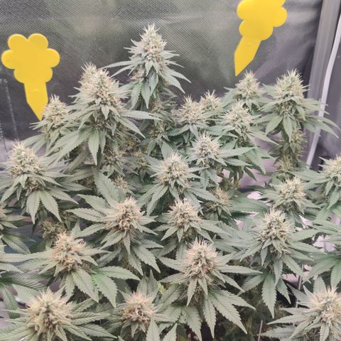 Kush Mintz growlog timeline photo
