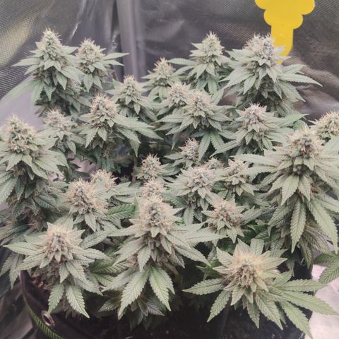 Kush Mintz growlog timeline photo
