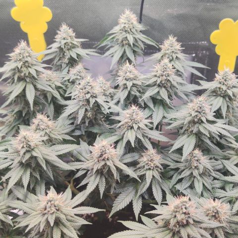Kush Mintz growlog timeline photo