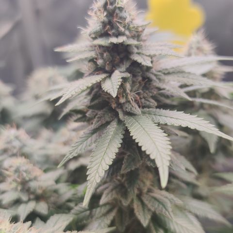 Kush Mintz growlog timeline photo