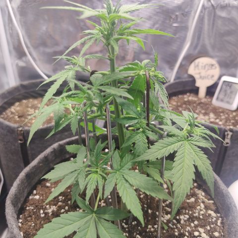 Super Lemon Haze Automatic growlog timeline photo