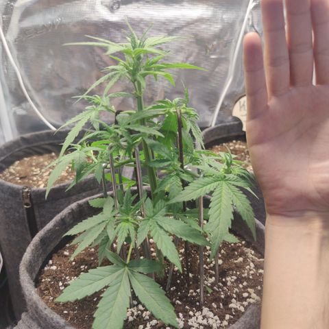 Super Lemon Haze Automatic growlog timeline photo