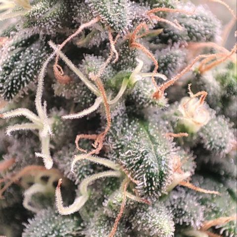 Kush Mintz growlog timeline photo