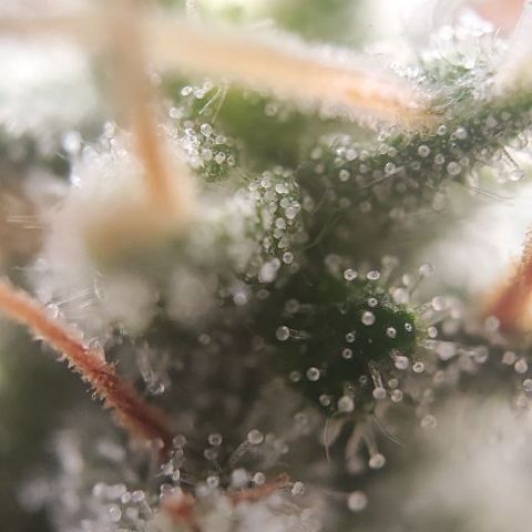 Kush Mintz growlog timeline photo