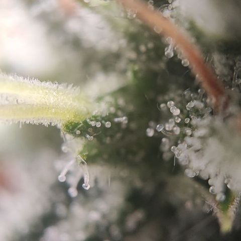 Kush Mintz growlog timeline photo