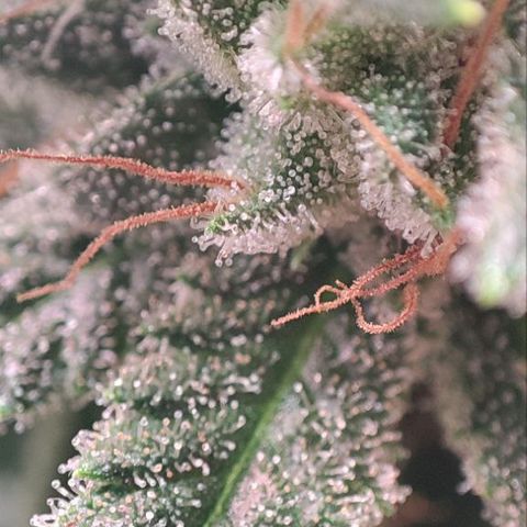 Kush Mintz growlog timeline photo