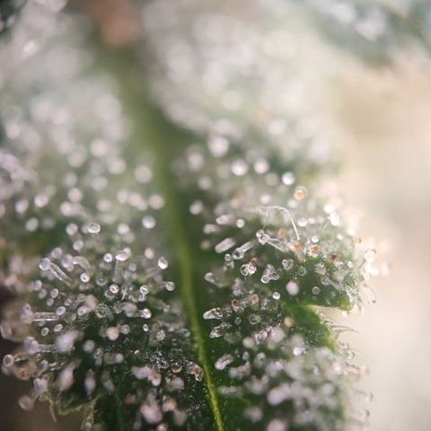 Kush Mintz growlog timeline photo