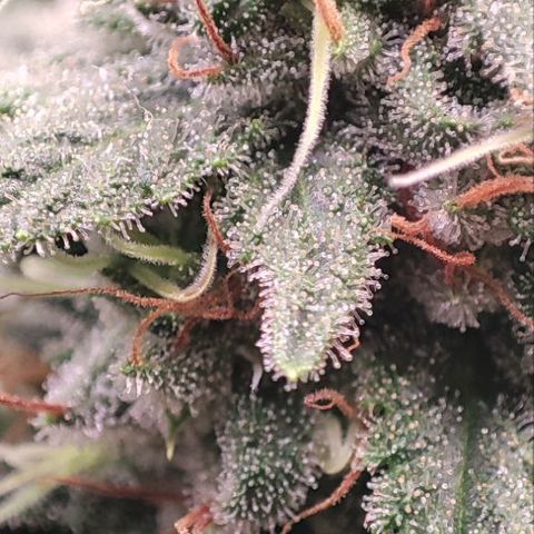 Kush Mintz growlog timeline photo