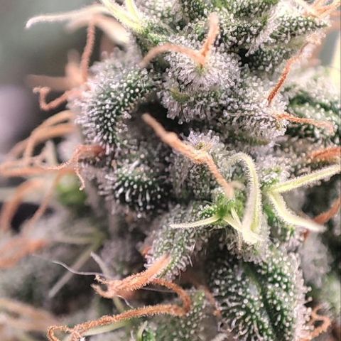 Kush Mintz growlog timeline photo