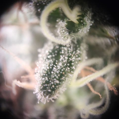 Kush Mintz growlog timeline photo