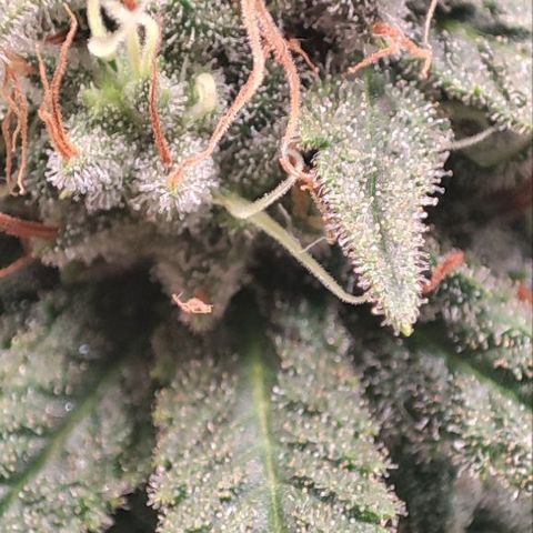 Kush Mintz growlog timeline photo