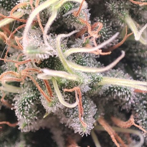 Kush Mintz growlog timeline photo
