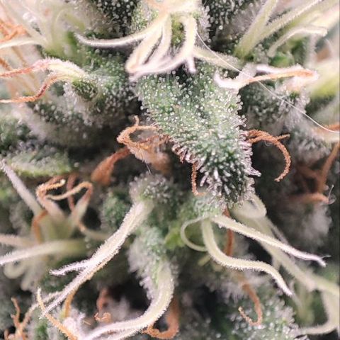 Kush Mintz growlog timeline photo