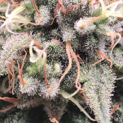 Kush Mintz growlog timeline photo