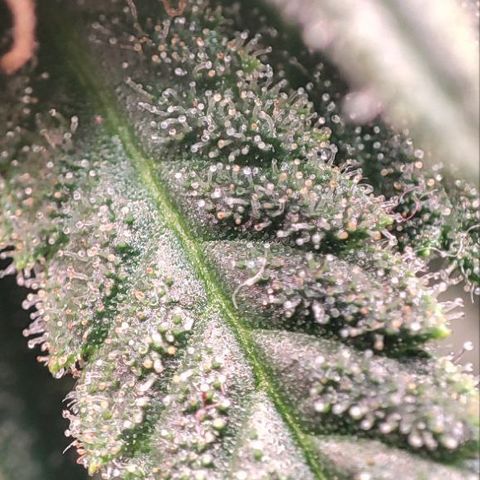 Kush Mintz growlog timeline photo