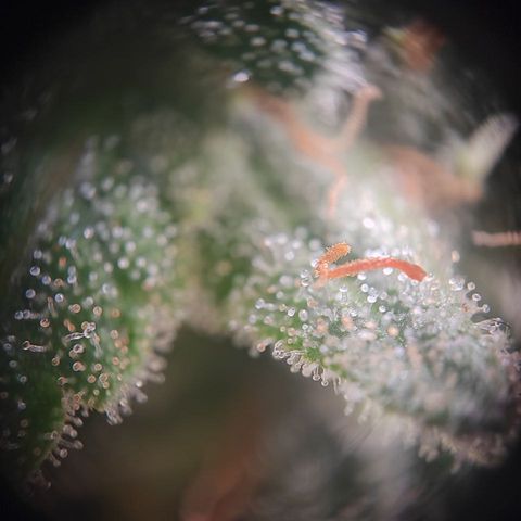 Kush Mintz growlog timeline photo