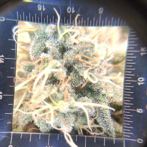 Kush Mintz growlog timeline photo