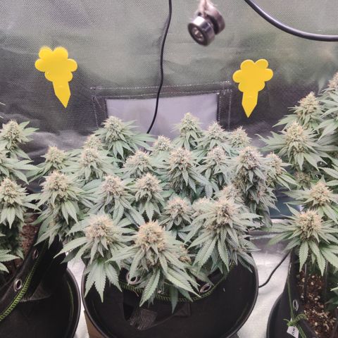 Kush Mintz growlog timeline photo