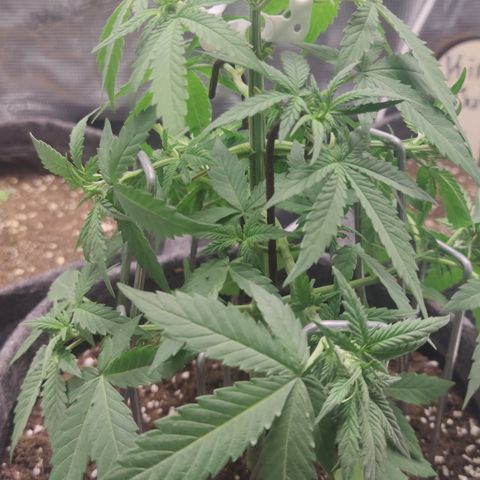 Super Lemon Haze Automatic growlog timeline photo