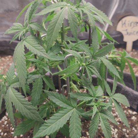 Super Lemon Haze Automatic growlog timeline photo