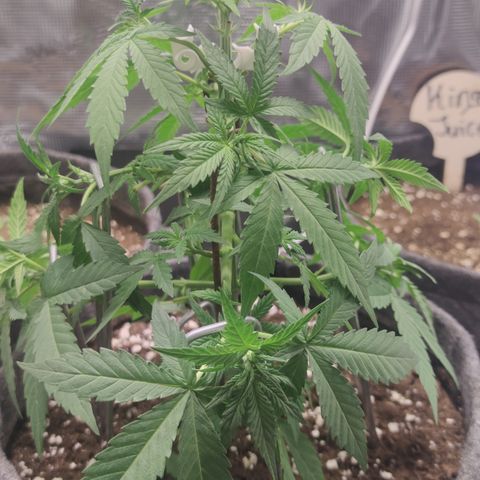 Super Lemon Haze Automatic growlog timeline photo