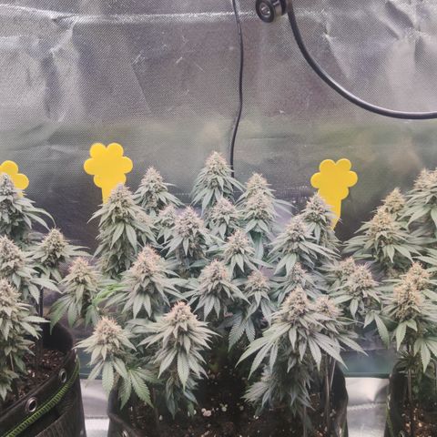 Kush Mintz growlog timeline photo