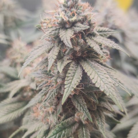 Kush Mintz growlog timeline photo