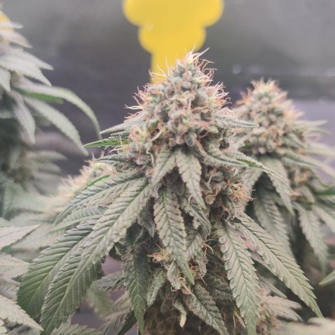Kush Mintz growlog timeline photo