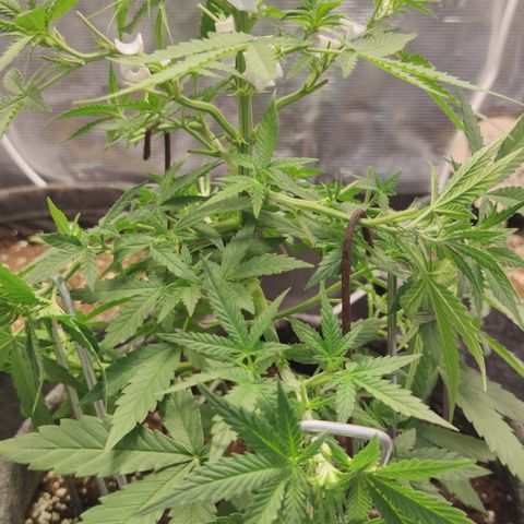 Super Lemon Haze Automatic growlog timeline photo