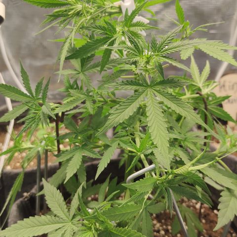 Super Lemon Haze Automatic growlog timeline photo