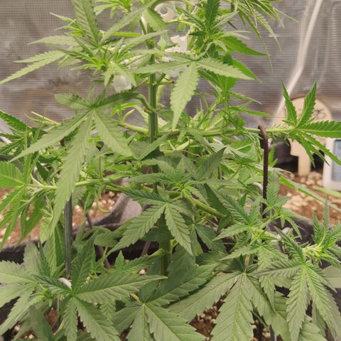 Super Lemon Haze Automatic growlog timeline photo