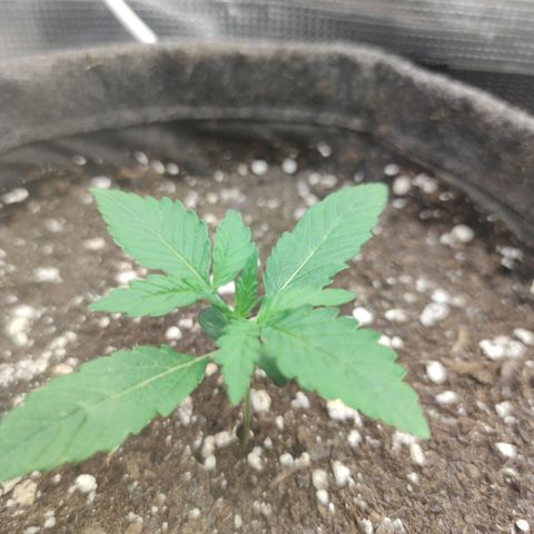 Guava x Gelato 41 Auto growlog timeline photo