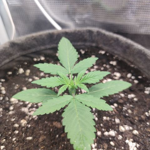 Guava x Gelato 41 Auto growlog timeline photo