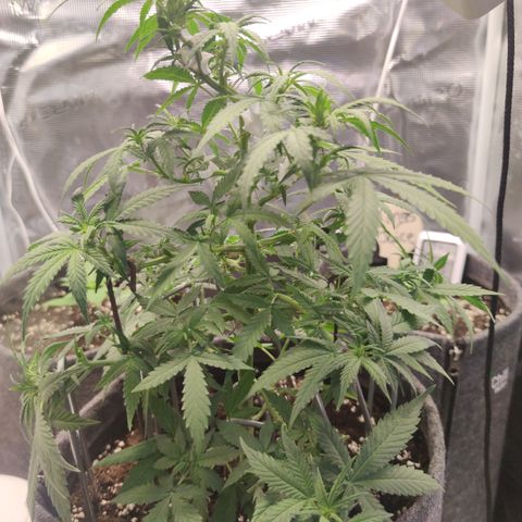 Super Lemon Haze Automatic growlog timeline photo