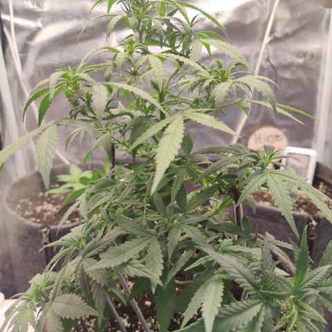 Super Lemon Haze Automatic growlog timeline photo
