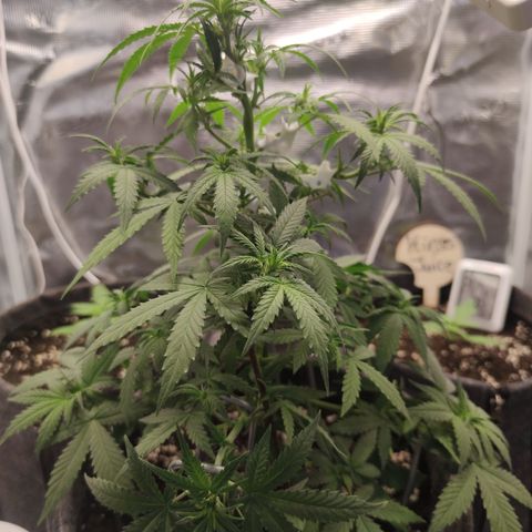 Super Lemon Haze Automatic growlog timeline photo