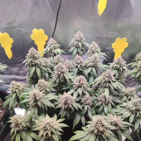Kush Mintz growlog timeline photo