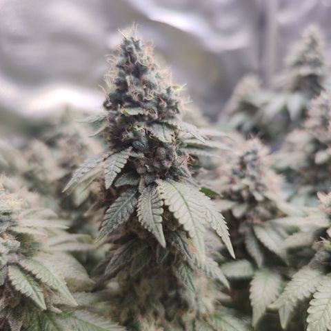 Kush Mintz growlog timeline photo