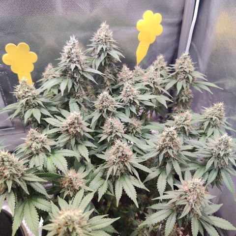 Kush Mintz growlog timeline photo