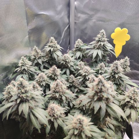 Kush Mintz growlog timeline photo