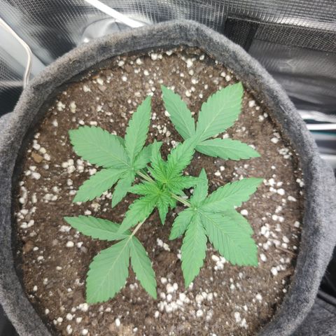 Guava x Gelato 41 Auto growlog timeline photo