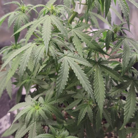 Super Lemon Haze Automatic growlog timeline photo