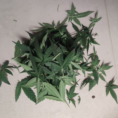 Super Lemon Haze Automatic growlog timeline photo